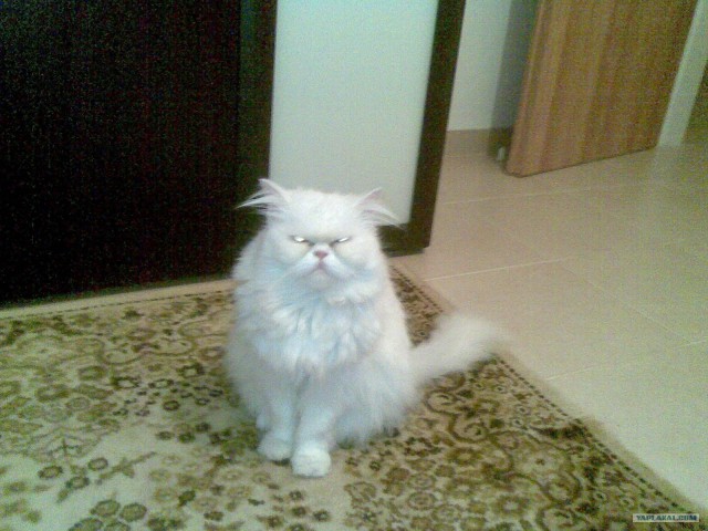Котовторник с Кузей
