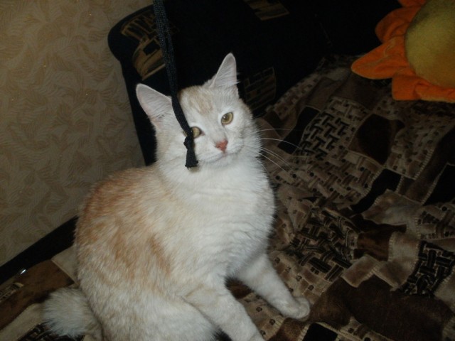 Котовторник 1.11.11