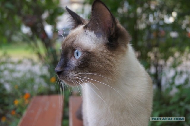 Котовторник 06.12.2011