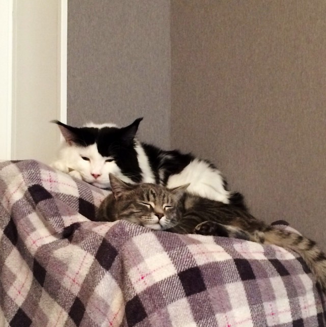 Немного милоты