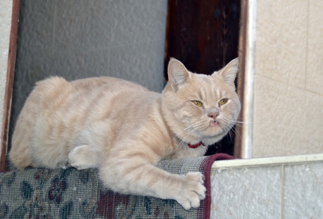 Котовторник (28.02.2012)