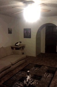 Forever alone