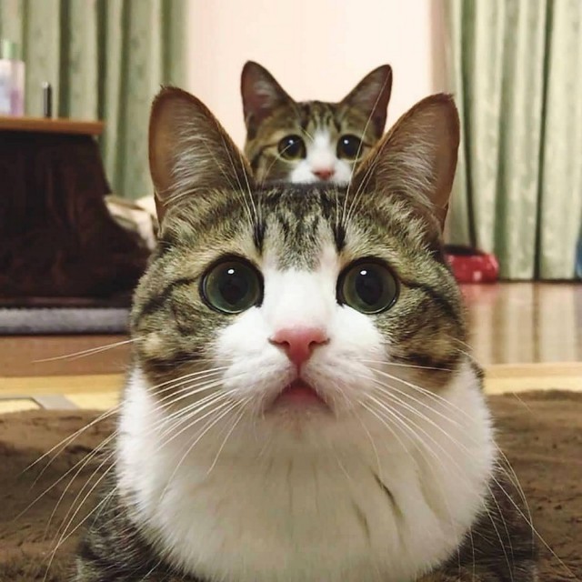Прикольных котов пост