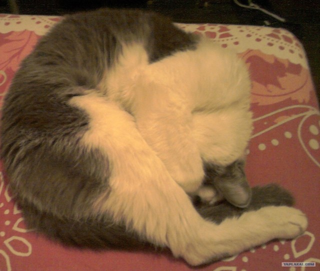 Котовторник  19.06.2012