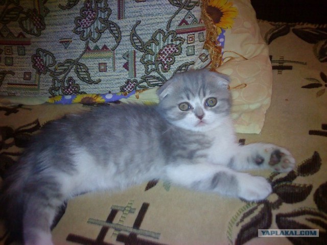 Котовторник  4.09.12