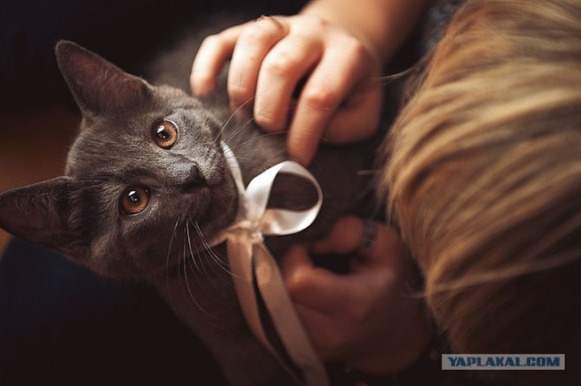 Новогодний Котовторник 01.01.2013