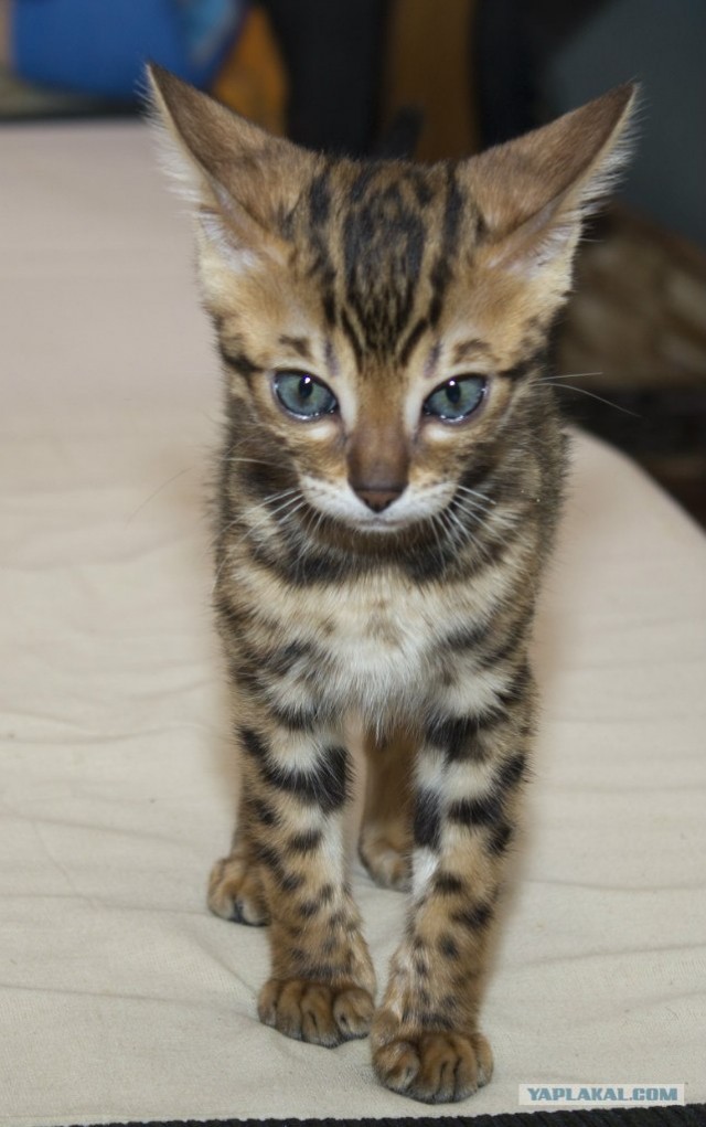 Котовторник 19.02.2013