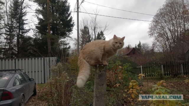 Помогите вернуть кота! Приют "Преданное сердце" украл кота и не отдает!