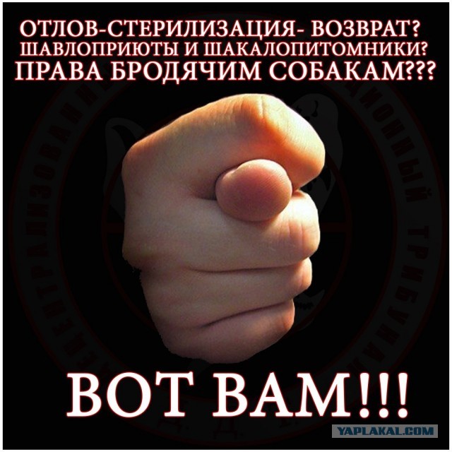 Стая бродячих псов утроила охоту на североуральского подростка