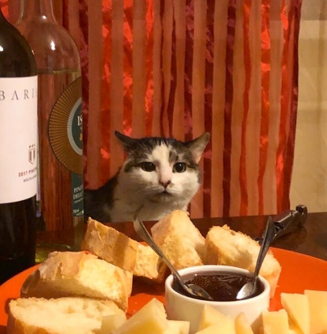 Забавные картинки с котами из сети