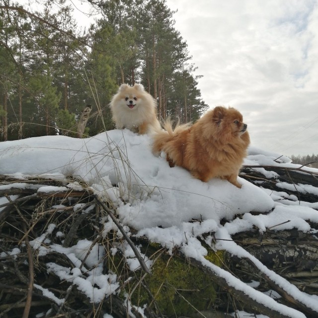 Живность из сети