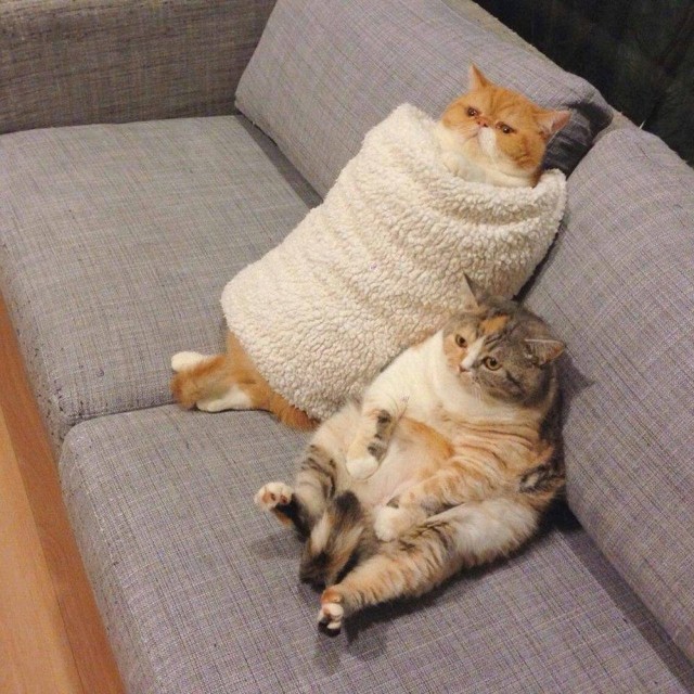 Котики
