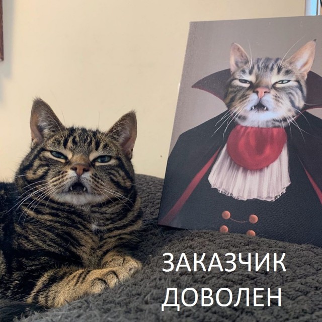 Смешные коты 25.08.20