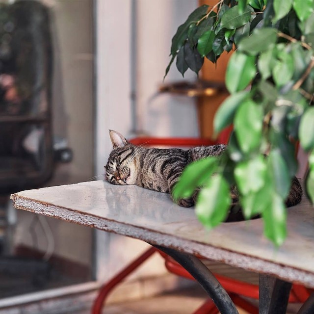 Уличные котаны