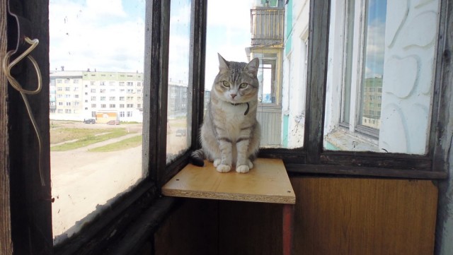 Даешь котовторник!