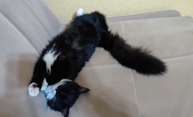 Вы, что спите? Вставайте, котовторник же!