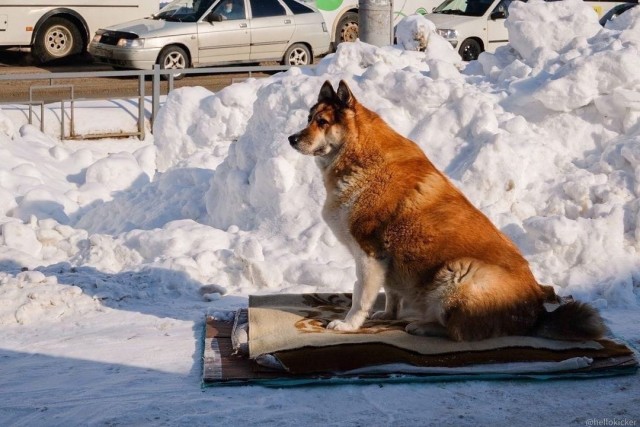 Томский собакен, который живёт один