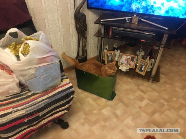 Котовторник 11.01.22