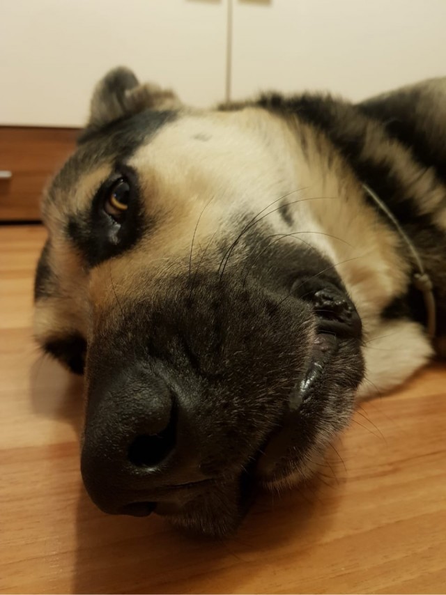 Нос