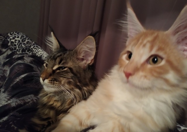 Котоленд. Два сфинкса и шотландская красотка в поисках дома!