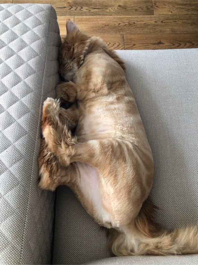 Котовторник! Пара фоток суровых котов.