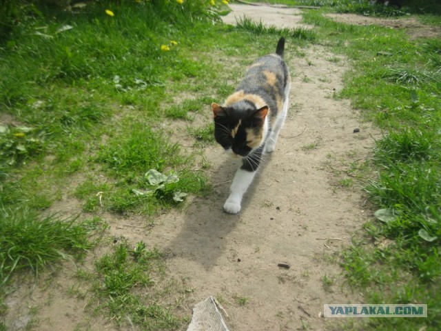 Жизнь домашнего приюта для котеек 395