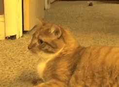 40 картинок разных 24.05.2022