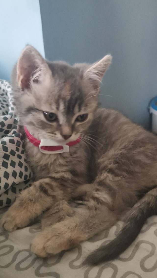 Ура! Котовторник.