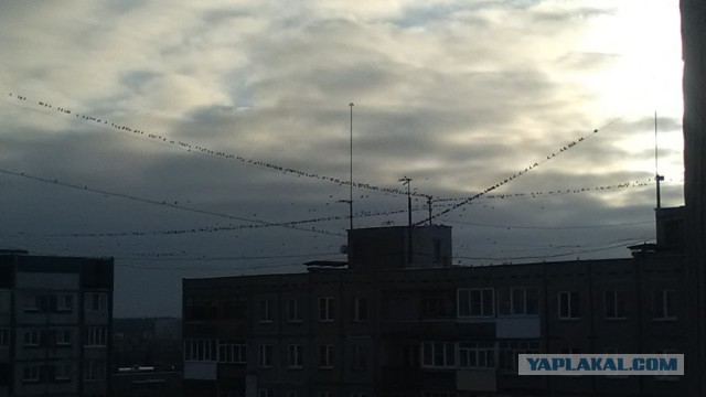 Давно вроде не было... А что у вас за окном