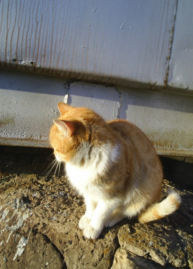 Котовторник  19.03.2013