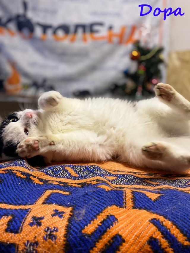Жизнь домашнего приюта "Котоленд" 369