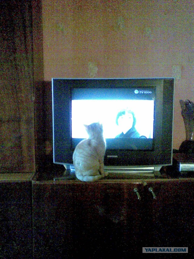 Котовторник 26.03.2013