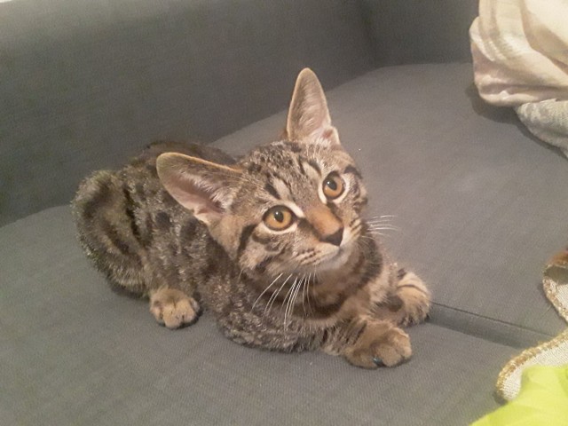 Котик Маркиз