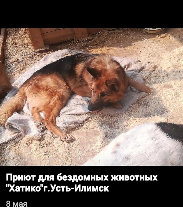 Твое и собачье дело: россиян накажут за самовыгул животных