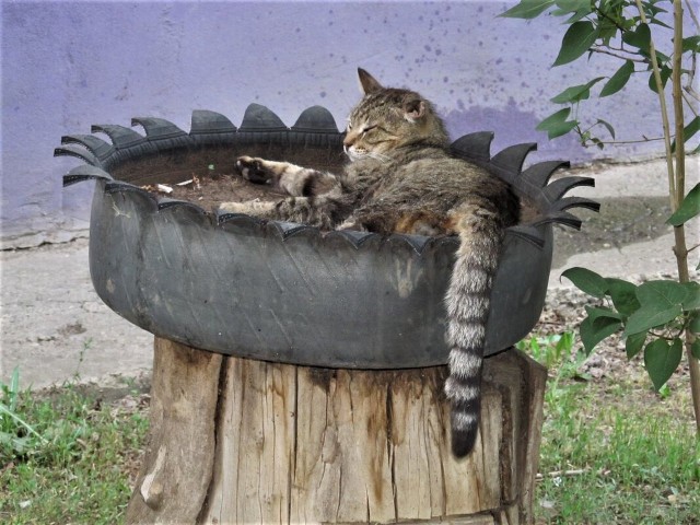 Начинаем котофторник?