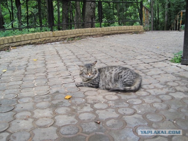 Затравка перед котовторником