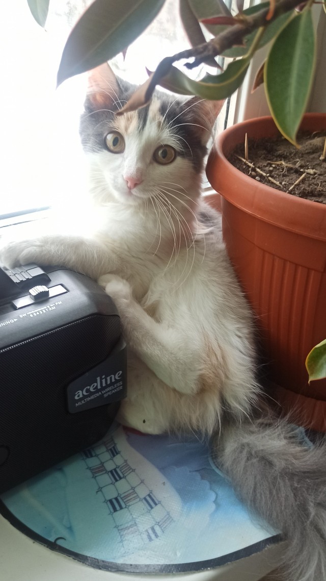 Всех с котовторником