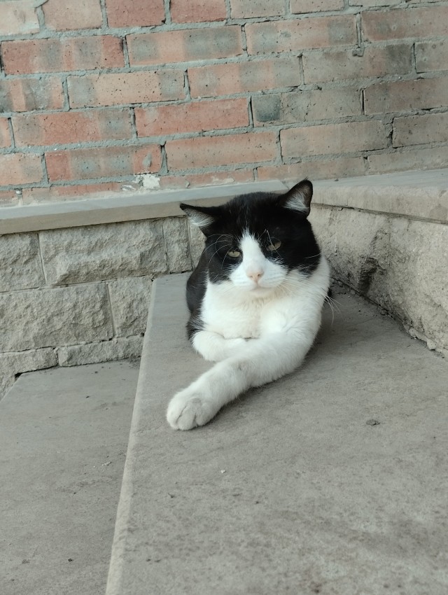 Котофторник же...
