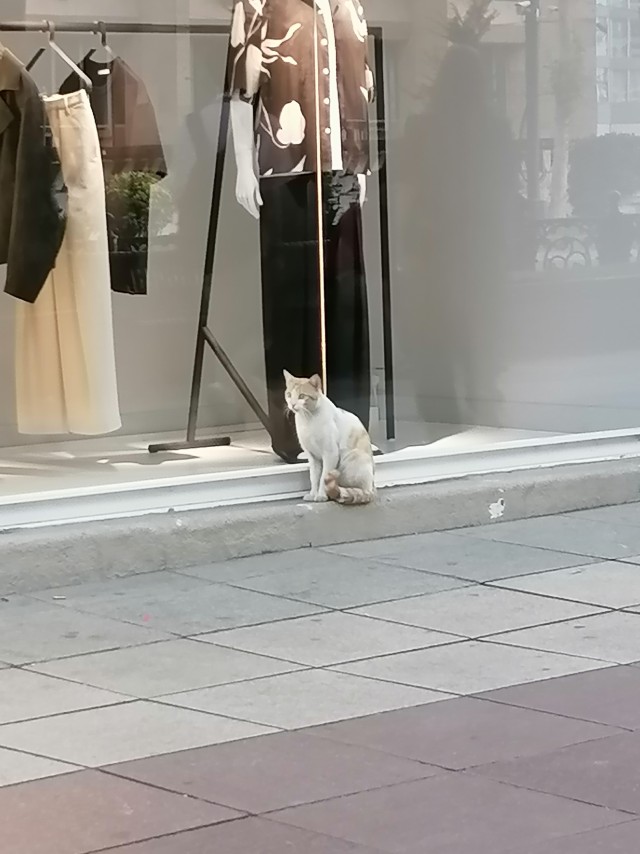 Кот на остановке