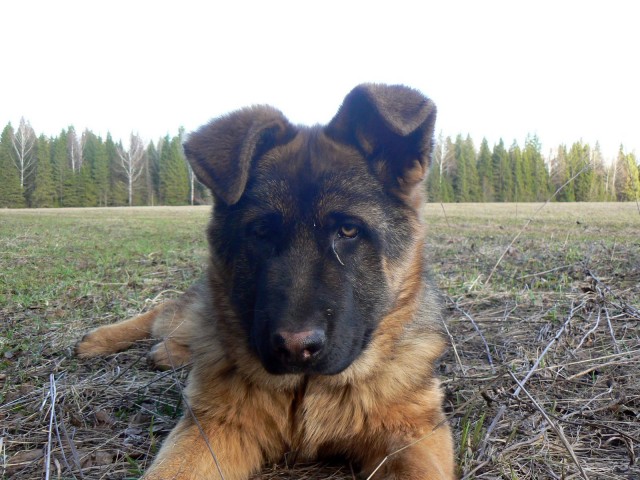 Классная будка