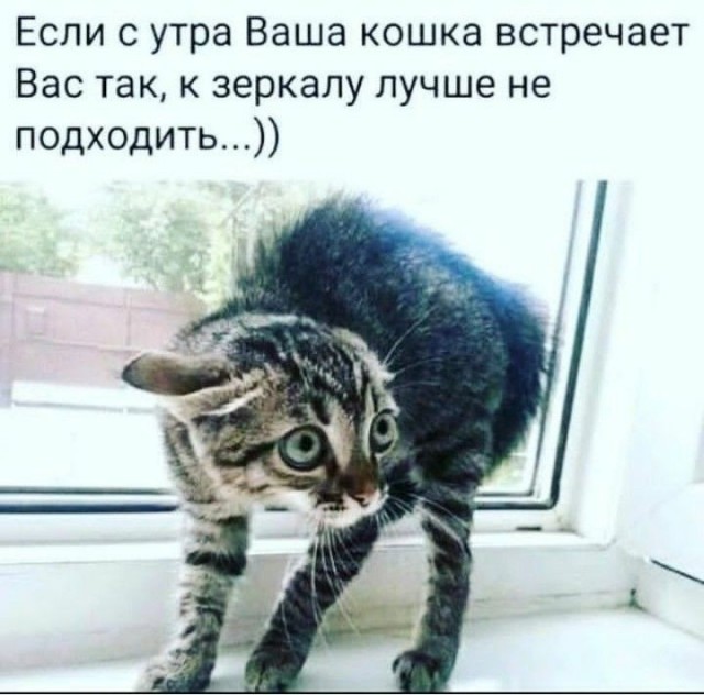 Котовторник в картинках