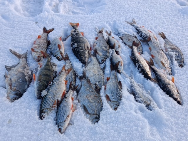 Рыбалка 31 декабря
