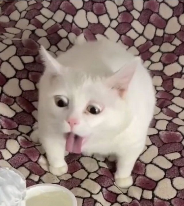 Дегустатор