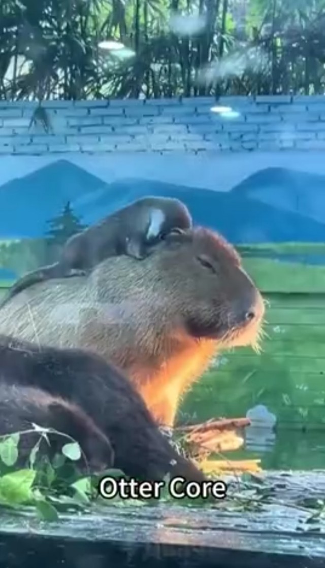 Приготовьте свои мимиметры