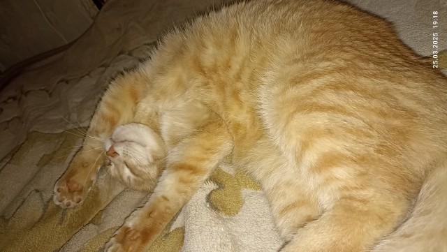 КотовторниГ