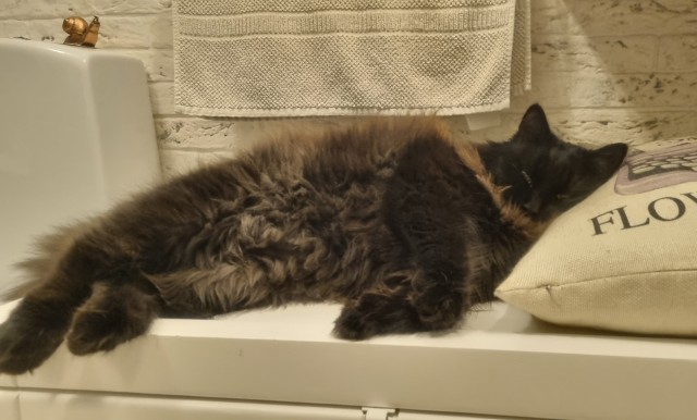 Мой котеич