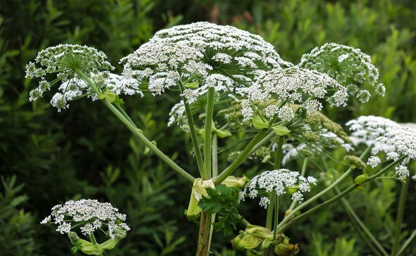 ГТЛК представила дроны для борьбы с борщевиком