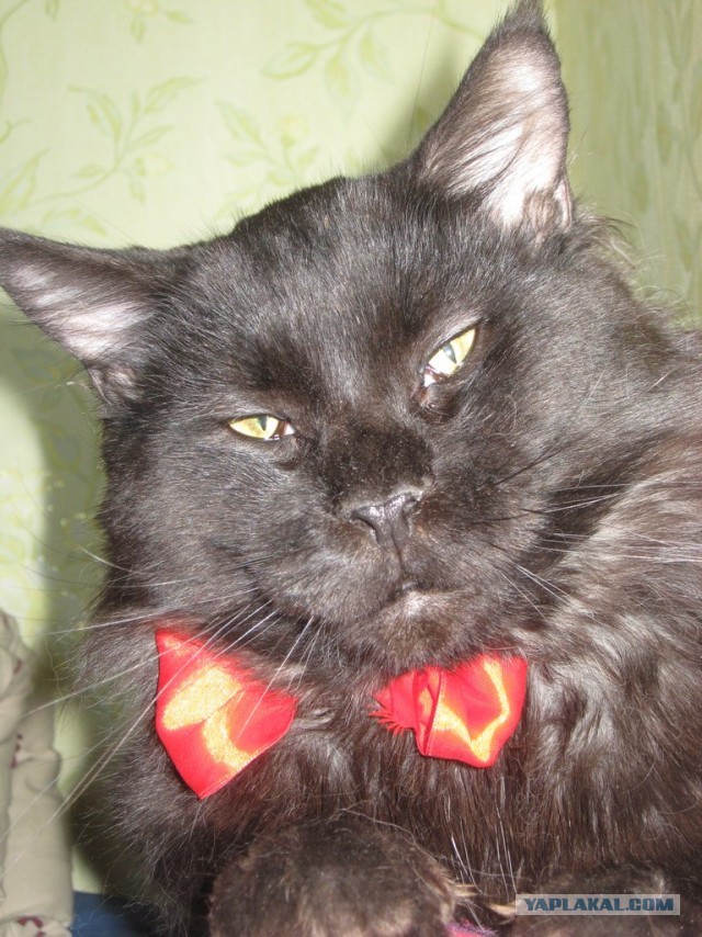 Немного о  Мейн Куне.