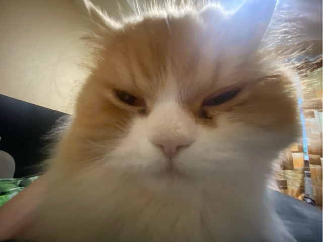 Это что, котовторник?