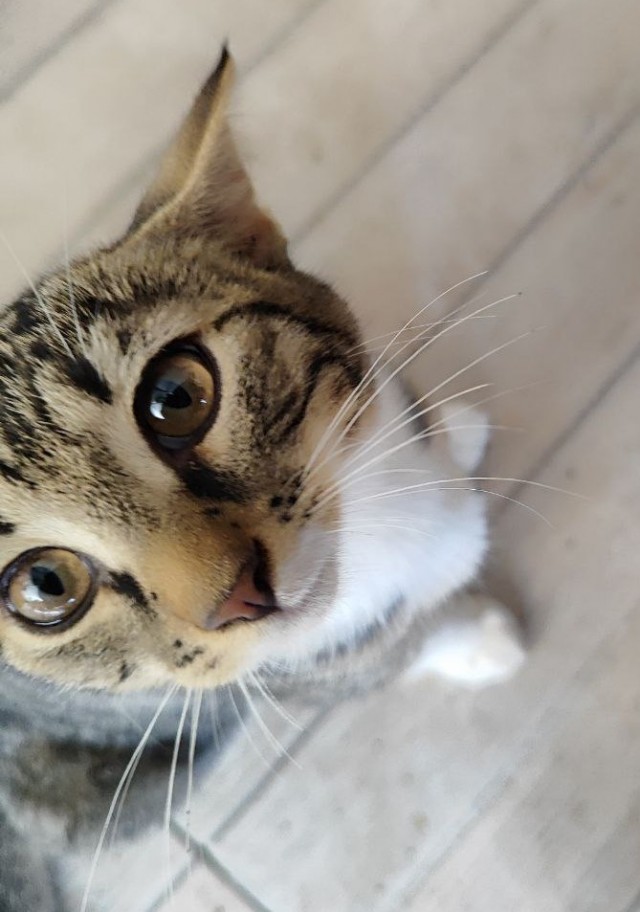 Принимайте в ряды которабов
